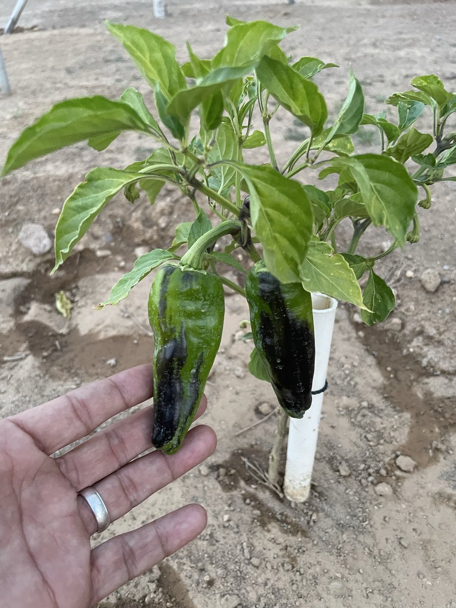 Cirus_thy_Grape's tweet photo. My garden is coming along. I'm still learning though https://t.co/Z1qk6K9Mwj