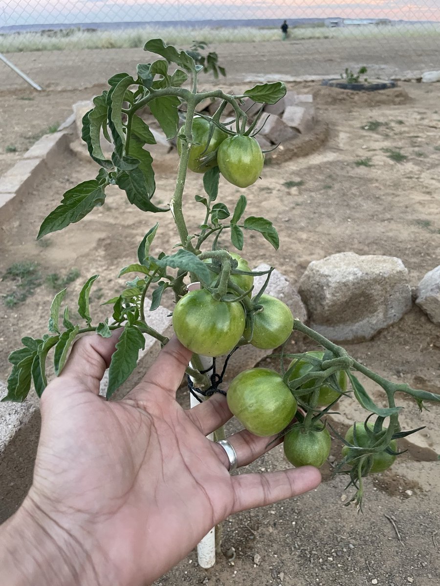 Cirus_thy_Grape's tweet photo. My garden is coming along. I'm still learning though https://t.co/Z1qk6K9Mwj