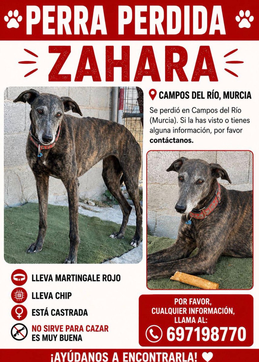 S.O.S. Gatos Murcia tweet media