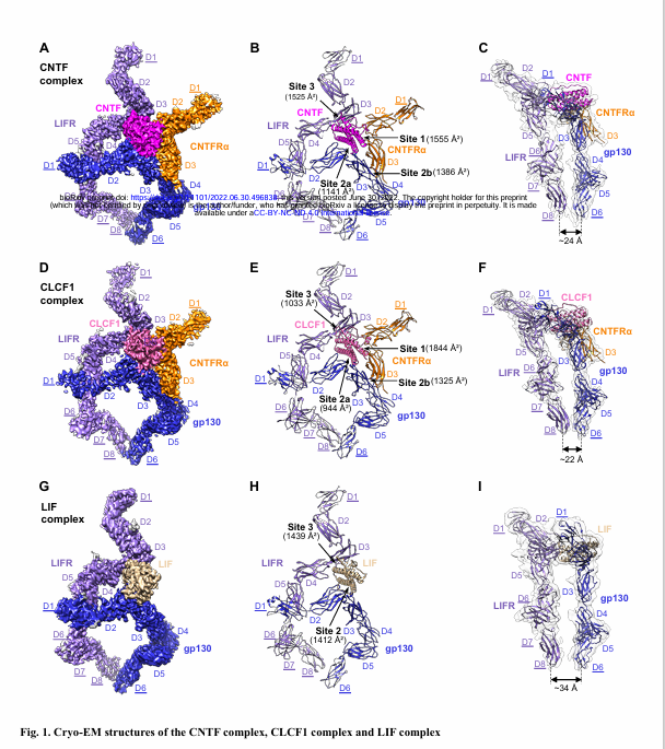 Structural insights into the assembly of gp130 family cytokine
