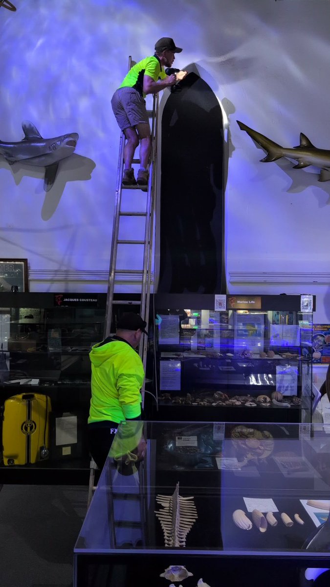 RodneyFoxMuseum's tweet photo. Late night at the museum for the boys getting some brand-new sound deadening panelling installed over the windows and it’s already transforming the atmosphere.

With several large groups booked in today, including one group of almost 50 visitors.
#foxtozermuseum #sharkmuseum https://t.co/g6BgjHCxm3
