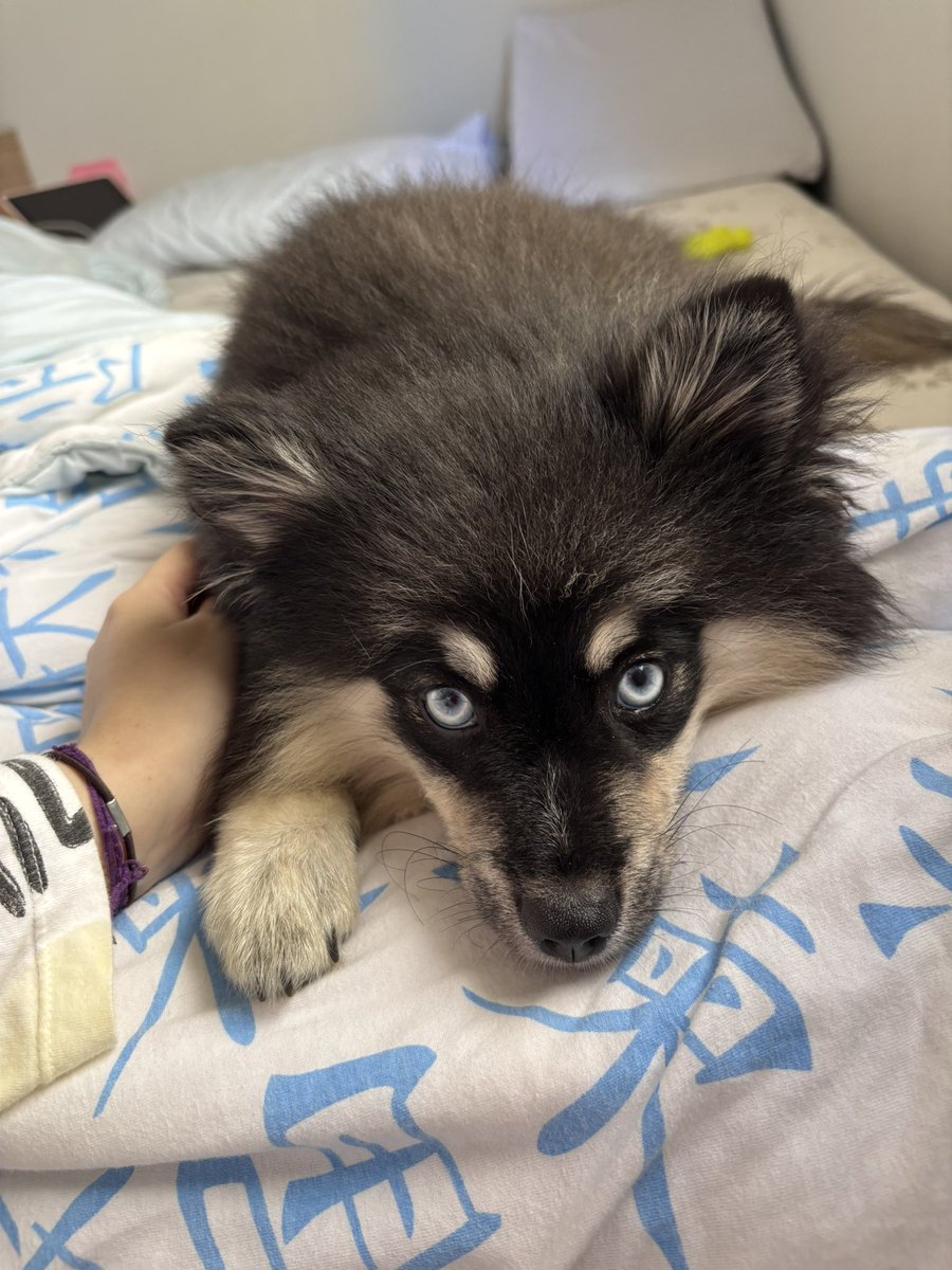 mintsayshi's tweet photo. Alguém por acaso tem o dom de costura, ou conhece alguém que tem, pra fazer uma roupinha pra cachorro do Leon S. Kennedy em RE2 (o uniforme da RPD) pro Leon? https://t.co/nmVsXd6REl