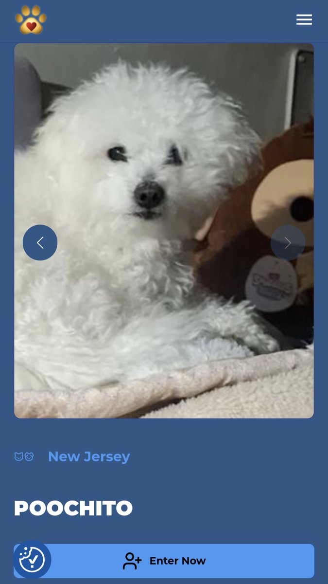 ZapataRex's tweet photo. Every bit counts. 💐🌹💜 I'll share Rex later.
Vote for my entry Poochito at https://t.co/Fect0j3lgL https://t.co/8L9G3tHeIw