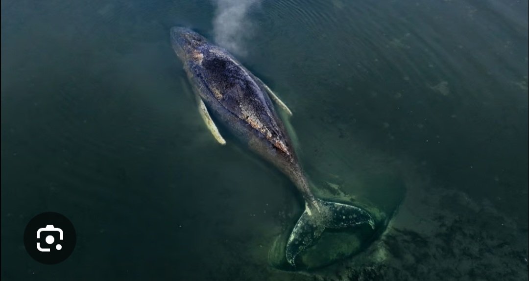 bratzenbarbie's tweet photo. R.I.P #Hope 🙏🏻🐋 Mögen die Wal Engel auf dich auf passen. 

Ich hoffe soo sehr für dich, dass ans Licht kommt was an dem Tag deiner Freilassung passiert ist! 

#buckelwal #timmy #rip https://t.co/ya4rovQ60X