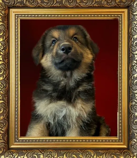 ZeusIsDog's tweet photo. Give a dog a bone?
Don't forget that Zeus' Wishlist is now live! We'd love it if you could support both our puppy and our content x
https://t.co/7QZ17z0a4g https://t.co/KpDcdcOsYo https://t.co/ySYQEEiHjb
