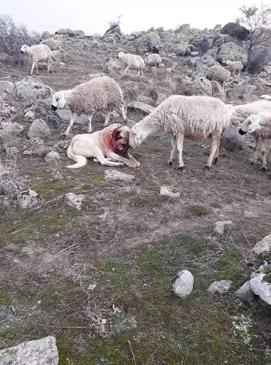 KnowsPascal's tweet photo. If the dog be gentle with the sheep, but savage against those without, and keep vigilant watch, this is the excellence of a dog: and, be he never so famished, not to devour the sheep; be he never so full, not to spare the wolves.

-St. Chrysostom https://t.co/LoqBrf2oQj
