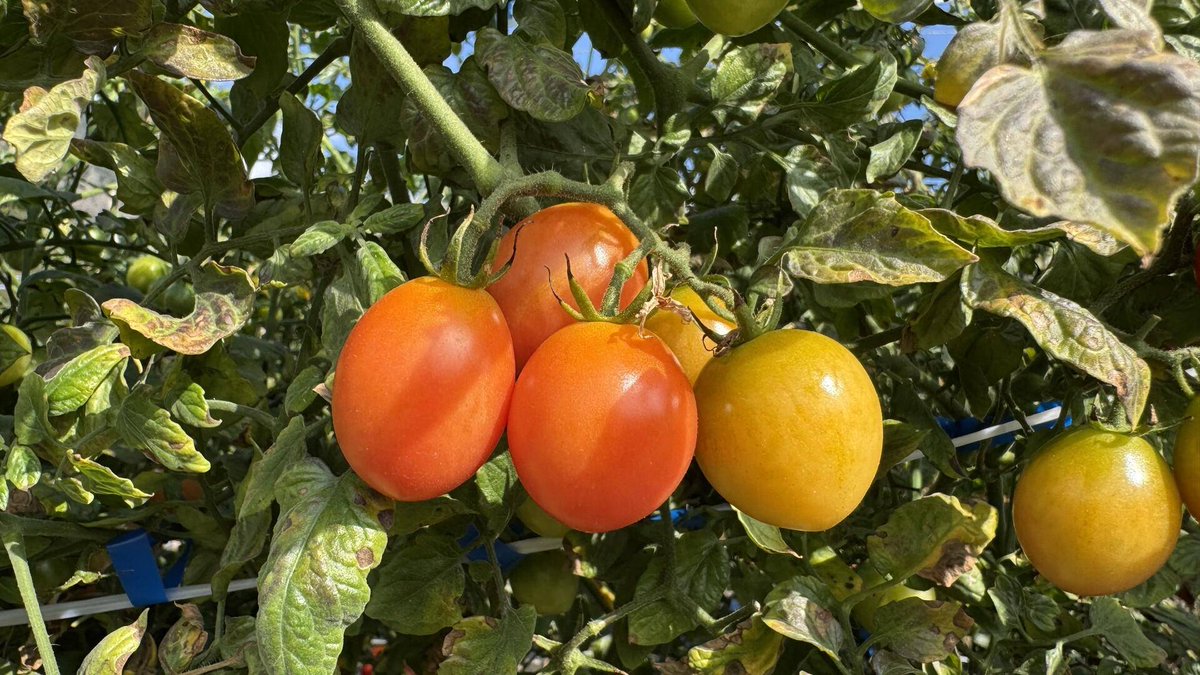 SaputraAyoda's tweet photo. Just tried fresh organic cherry tomatoes from the local farmers' market  Bursting with sweet juiciness, no weird aftertaste at all—game changer for salads and snacks! #FoodFind #OrganicEats， https://t.co/qora1adU17