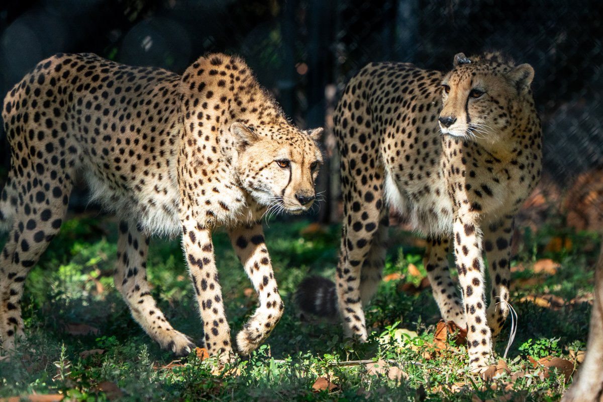 Naples Zoo tweet media