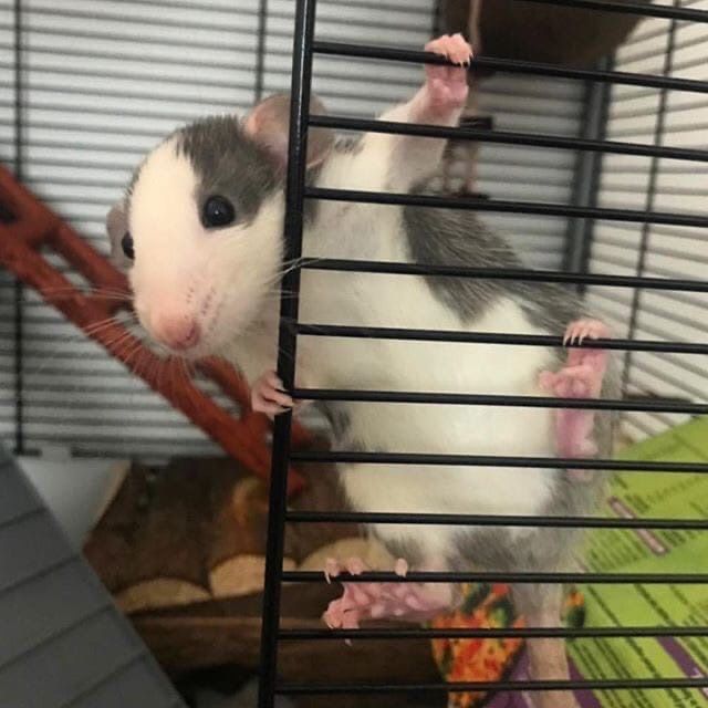 Rat tweet media