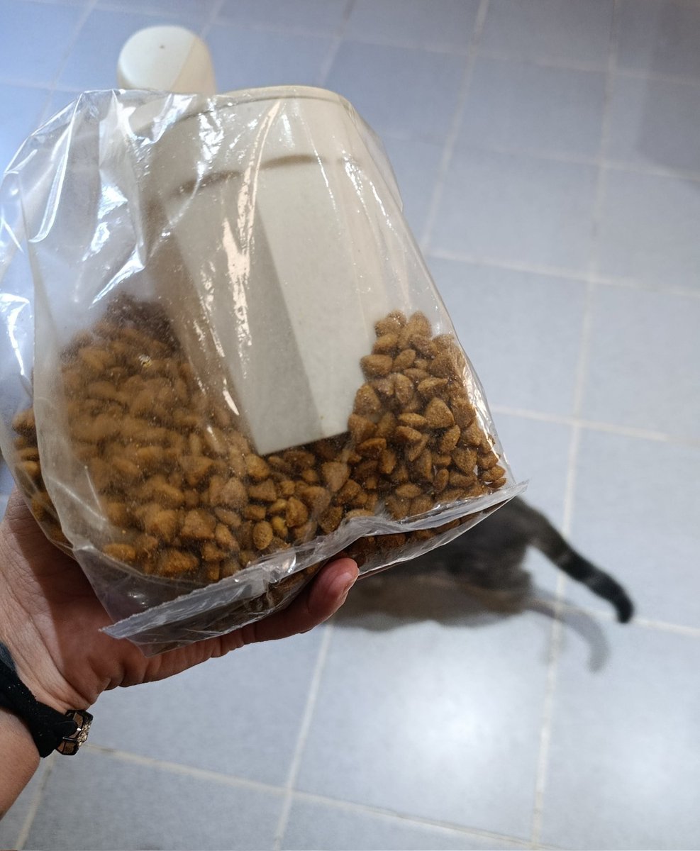 RefugioCasitas's tweet photo. No tengo más que esto, y no tengo para comprar nada más, ni para nosotras humanas😞 estoy desesperada, pueden ayudarme?? Nuestras campaña lleva más de 7 meses activa y es la única esperanza que tenemos, mis michis y mí hija se los agradecen❤️
👇🏻👇🏻👇🏻 https://t.co/Ap6DBlGTA4 https://t.co/ivNk9Lh8te