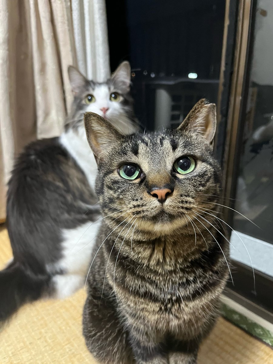 3mof__'s tweet photo. 寝る前のおやつ時間が近づいてきてる顔 https://t.co/Uor9CQyenl