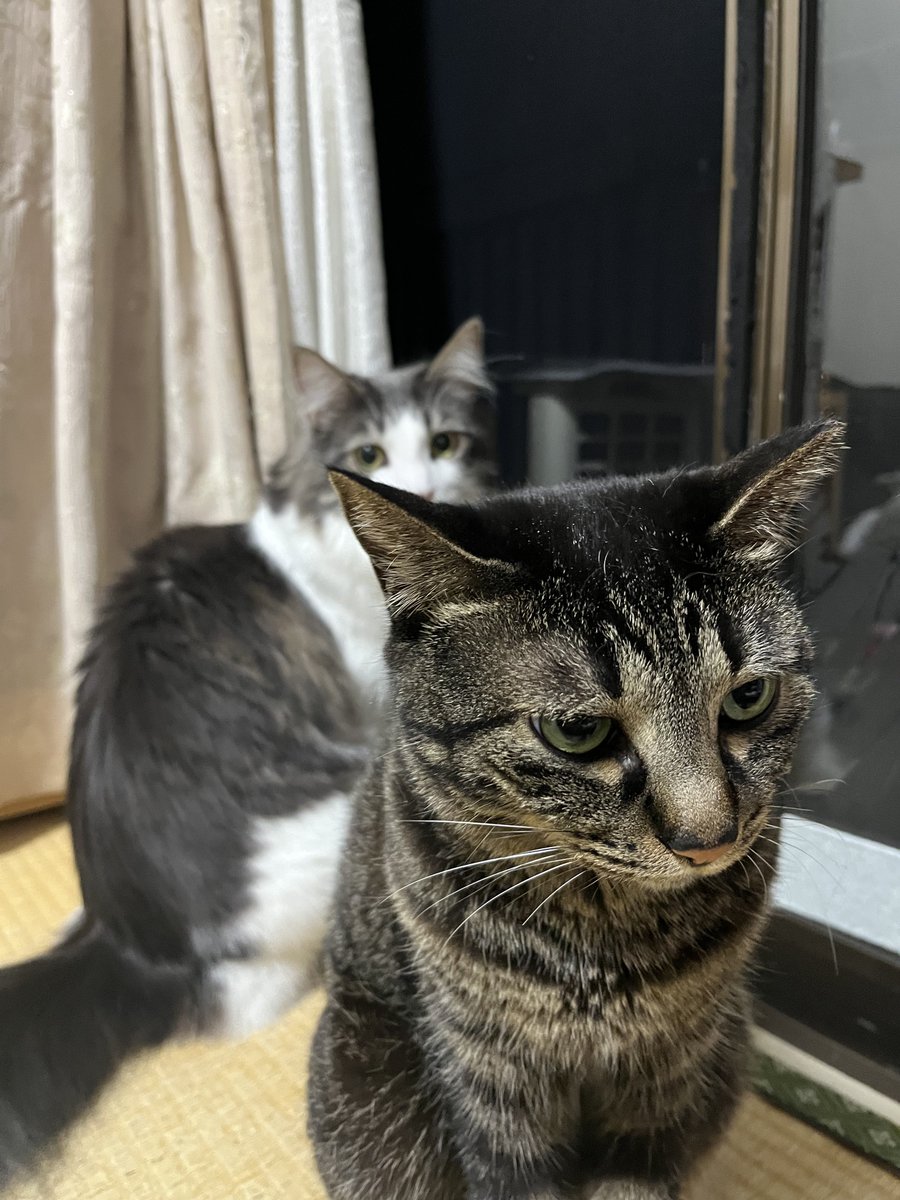3mof__'s tweet photo. 寝る前のおやつ時間が近づいてきてる顔 https://t.co/Uor9CQyenl