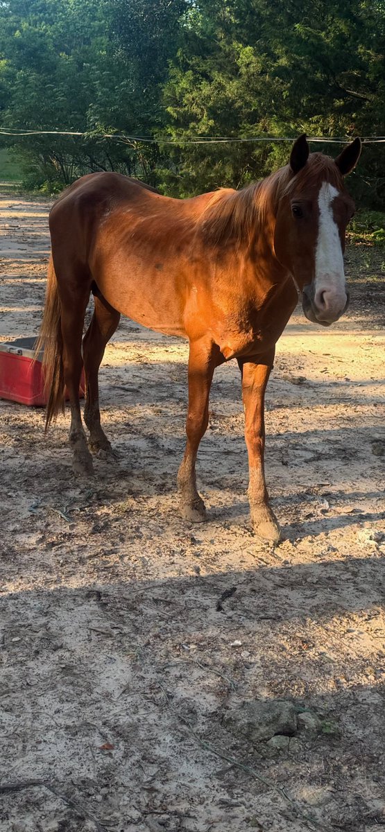 HumaneLA's tweet photo. By luck and by the grace of our Creator, a good Samaritan discovered a colt, starving in a stall on an abandoned piece of property. We're raising funds for his care. Paypal: Humanela@gmail.com or https://t.co/8VOWhm3QXa https://t.co/y9gypdav5Q