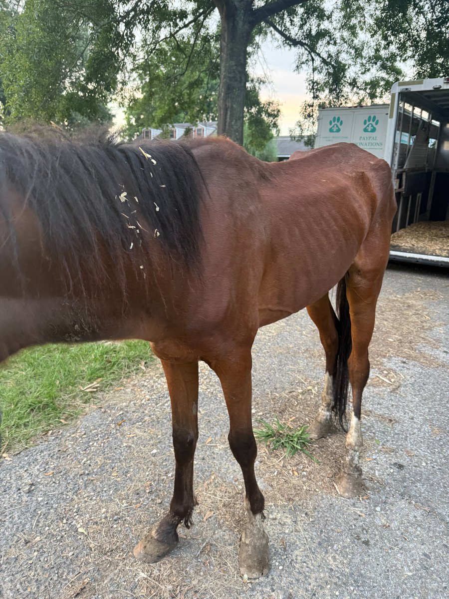 HumaneLA's tweet photo. By luck and by the grace of our Creator, a good Samaritan discovered a colt, starving in a stall on an abandoned piece of property. We're raising funds for his care. Paypal: Humanela@gmail.com or https://t.co/8VOWhm3QXa https://t.co/y9gypdav5Q