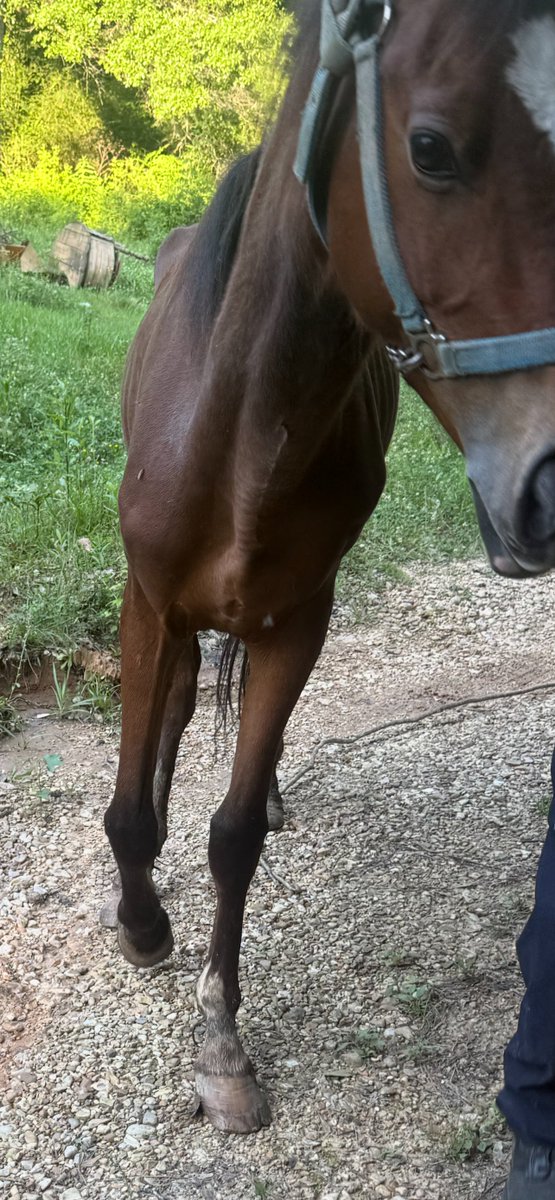 HumaneLA's tweet photo. By luck and by the grace of our Creator, a good Samaritan discovered a colt, starving in a stall on an abandoned piece of property. We're raising funds for his care. Paypal: Humanela@gmail.com or https://t.co/8VOWhm3QXa https://t.co/y9gypdav5Q