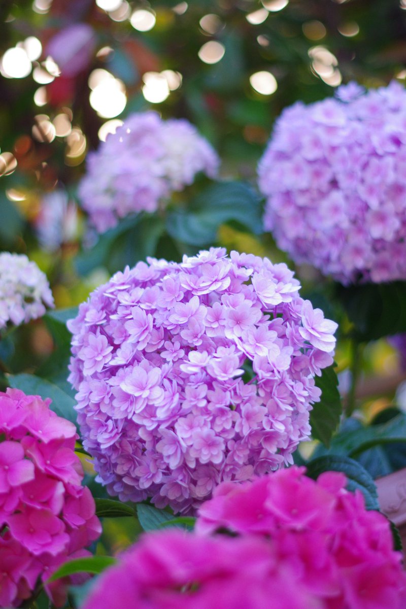 Misaki_shinsyu's tweet photo. #PENTAX
#PENTAXKr
#Kr
#紫陽花
#アジサイ
#母の日 に購入した紫陽花。
花弁の形が可愛くて一目惚れ✨
11月になったら地植えしたいけど、この色は鉢植えの方が維持しやすいのかな? https://t.co/ioesJEV7fF