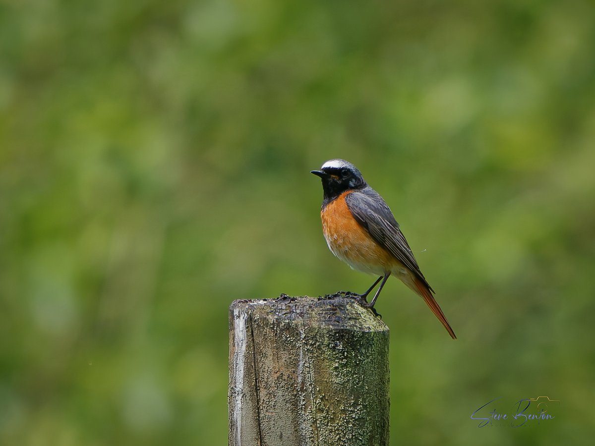 bentos1368's tweet photo. A walk through the woods of Dinefwr National Trust and castle turned up this posing male Redstart , what a beaut
@RSPBCymru @NTCymru_ #redstart #dinefwrcastle https://t.co/PjxqiOcXYd