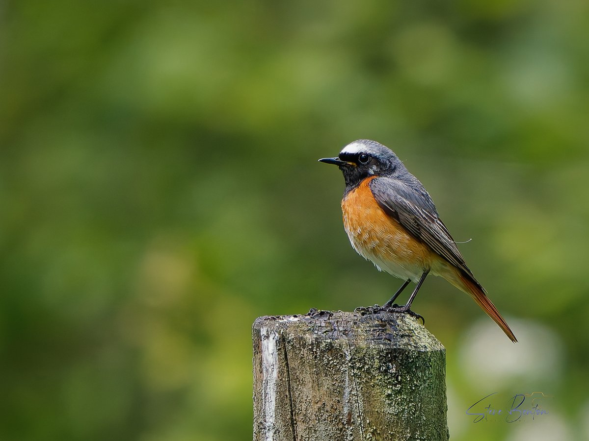 bentos1368's tweet photo. A walk through the woods of Dinefwr National Trust and castle turned up this posing male Redstart , what a beaut
@RSPBCymru @NTCymru_ #redstart #dinefwrcastle https://t.co/PjxqiOcXYd