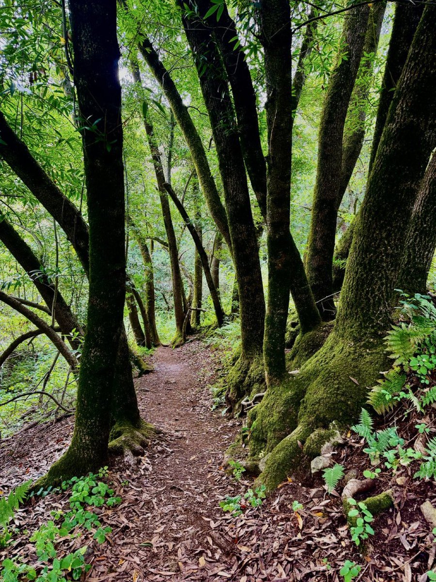 SolomonIdea's tweet photo. Each step on these winding trails whispers a gentle truth: movement and nature are medicine for the soul. I chase seven thousand footsteps daily, weaving through ancient trees where crisp air fills my lungs and peace quiets my thoughts. These walks melt tension away, spark fresh energy, and leave me renewed. Along the path, my camera freezes fleeting beauty, turning quiet forest moments into timeless treasures.  San Antonio Range