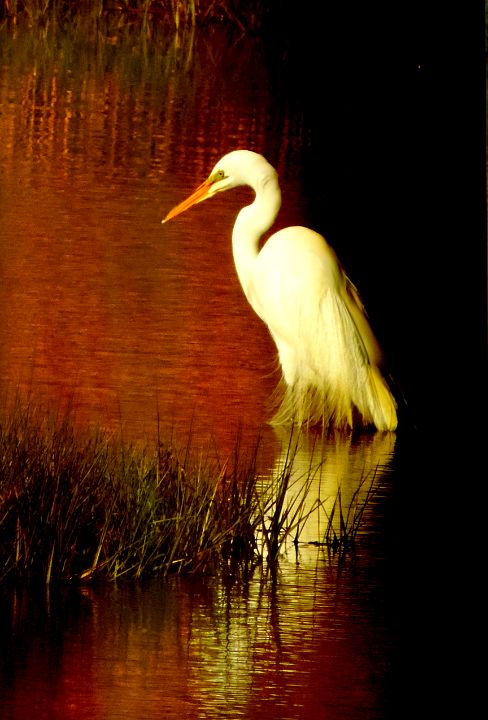 ChipDavenport71's tweet photo. Art of the Day! "Evening Light - Great Egret". Buy at: https://t.co/DnHq2Y3iDN https://t.co/O6CRxaWpZA