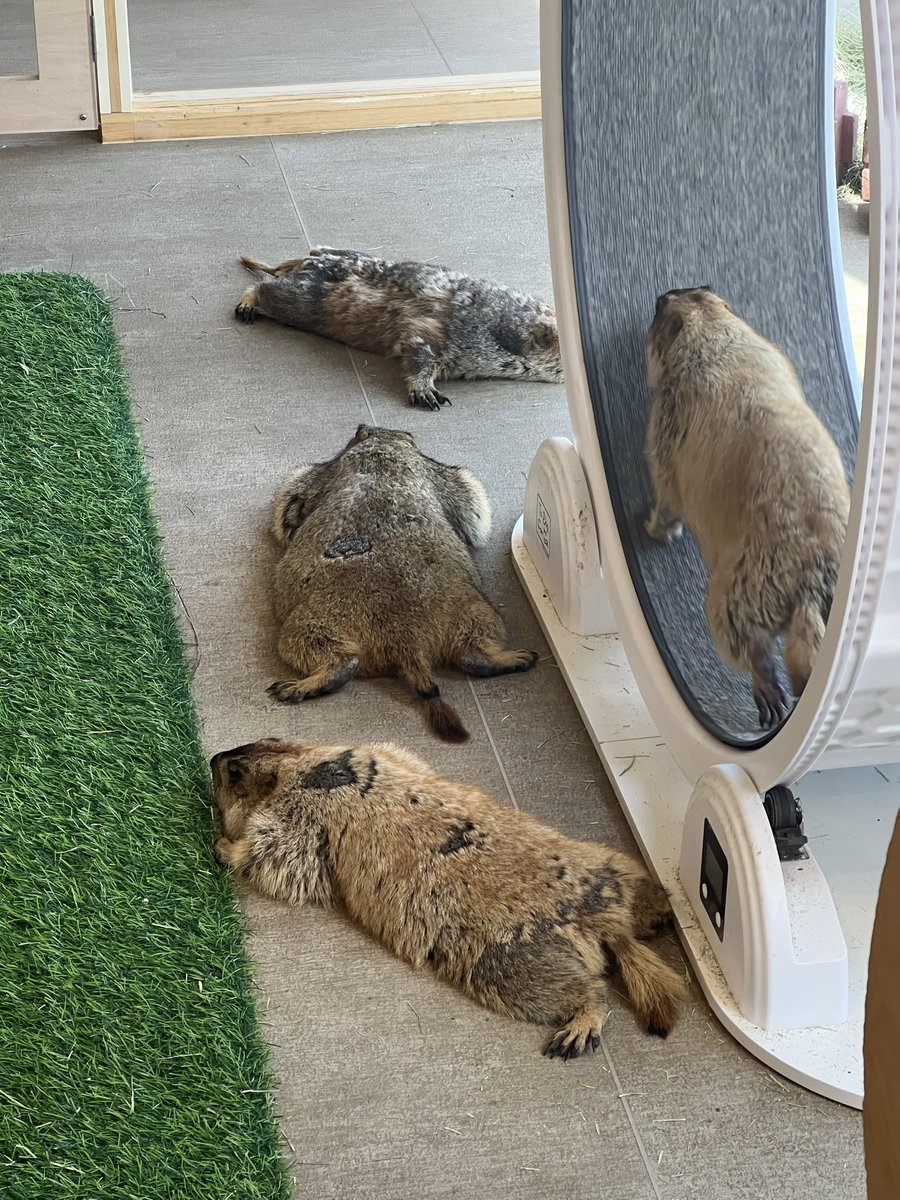 eduko_ofuton's tweet photo. ひと（ひとじゃないけど）が寝ているところを見るのが好きだったりする。無防備な安心しきった姿がこちらにも安心を与えてくれるような。 https://t.co/PVvNKkrAJO