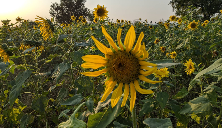 extinctkid's tweet photo. Punjab of Pakistan is on par with Italian countryside. https://t.co/oWDSUpUIG6