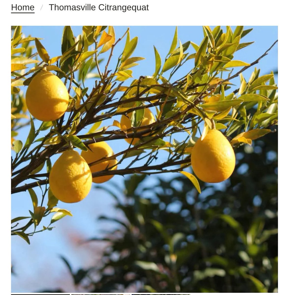 sovernTranch's tweet photo. Many people don’t realize but many citrus are actually pretty cold tolerant

They also do well in pot culture 

This is a tree I highly recommend and it’s very cold tolerant 

Thomasville Citrangequat. Developed right here in Georgia

https://t.co/zBAYY3Gdzt https://t.co/3iHJtBom5M