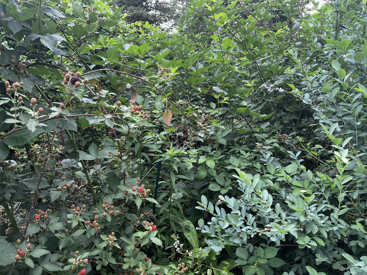 Melhoffgard's tweet photo. Here we go! Last year I was picking 1-3 gallons of berries a day for about a month. We probably have twice as many bushes this year so….
I’m really going to have to sell at a farmers market this year. 
I feel like I’m bushwhacking through a jungle. My blackberry jungle. https://t.co/sbjWs1edM6