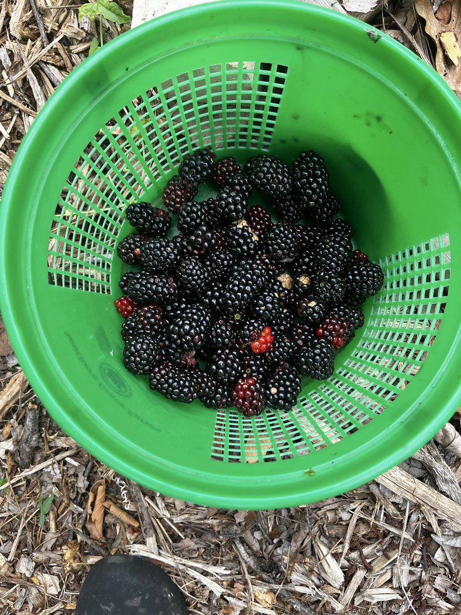 Melhoffgard's tweet photo. Here we go! Last year I was picking 1-3 gallons of berries a day for about a month. We probably have twice as many bushes this year so….
I’m really going to have to sell at a farmers market this year. 
I feel like I’m bushwhacking through a jungle. My blackberry jungle. https://t.co/sbjWs1edM6