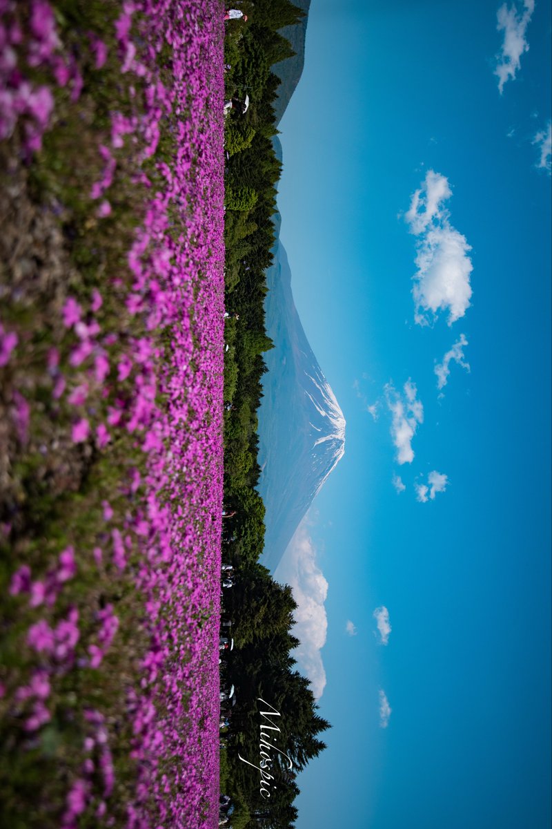 enjoycamera0806's tweet photo. 富士の空
桜の芝 https://t.co/RnCkzB3ddN