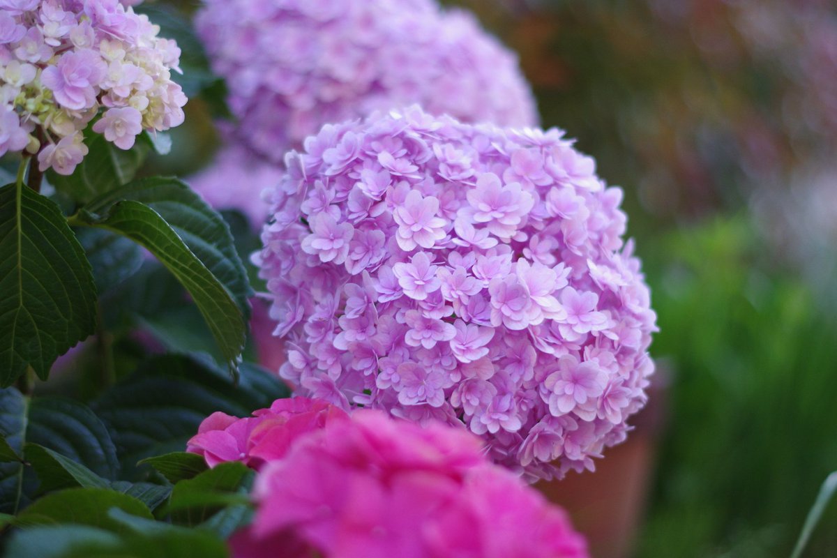 Misaki_shinsyu's tweet photo. #PENTAX
#PENTAXKr
#Kr
#紫陽花
#アジサイ
昔は「母の日=カーネーション」だったけど、今年は紫陽花の方がメイン?と感じるくらい紫陽花コーナーが充実してた。
これもブームなのかしら? https://t.co/4a9BuMRnTD