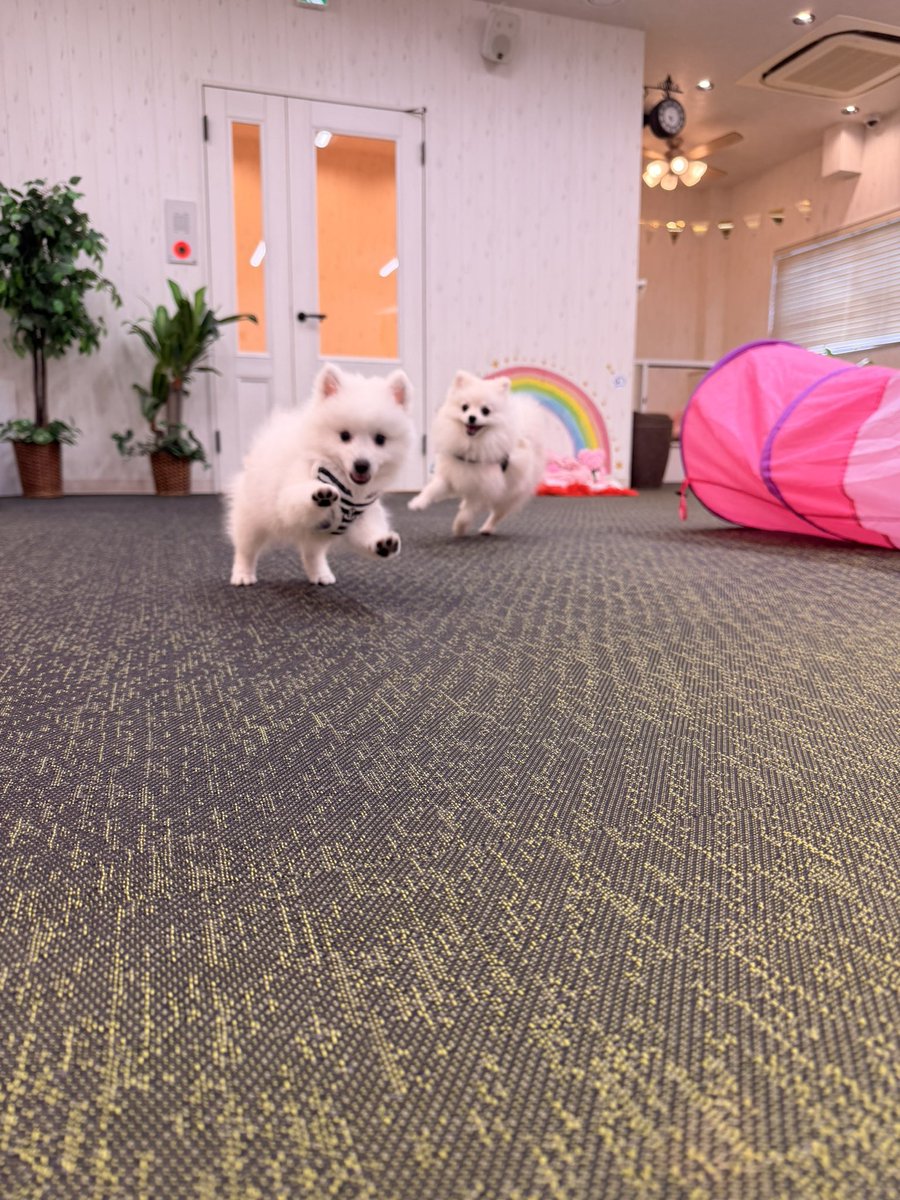 Chance__Oto's tweet photo. うちの子たち
ほんとに癒し笑 https://t.co/QSJbiM4EbP