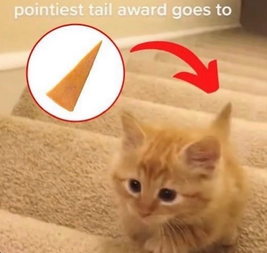 Catsillyness's tweet photo. https://t.co/eycNGswc7M