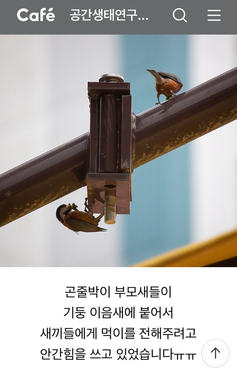 라야 tweet media