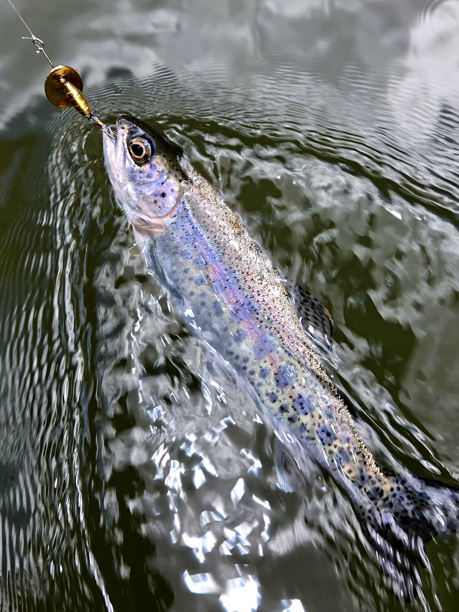 EstelaWildEd's tweet photo. Incredible day on the Crooked River in Oregon. Rainbow trout on Panther Martin spinners all day. Enjoyed a @drewestatecigar Kuba Kuba and remembered my mentors who passed. Blessed is the only way to describe the experience. https://t.co/lnkm2V8hr9