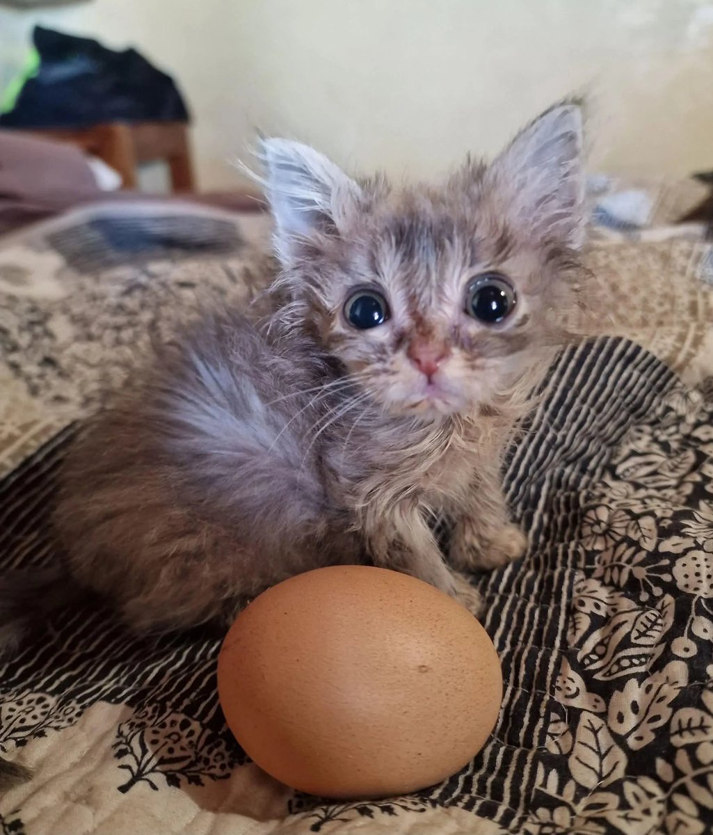 Posts Of Kittens🐾 tweet media