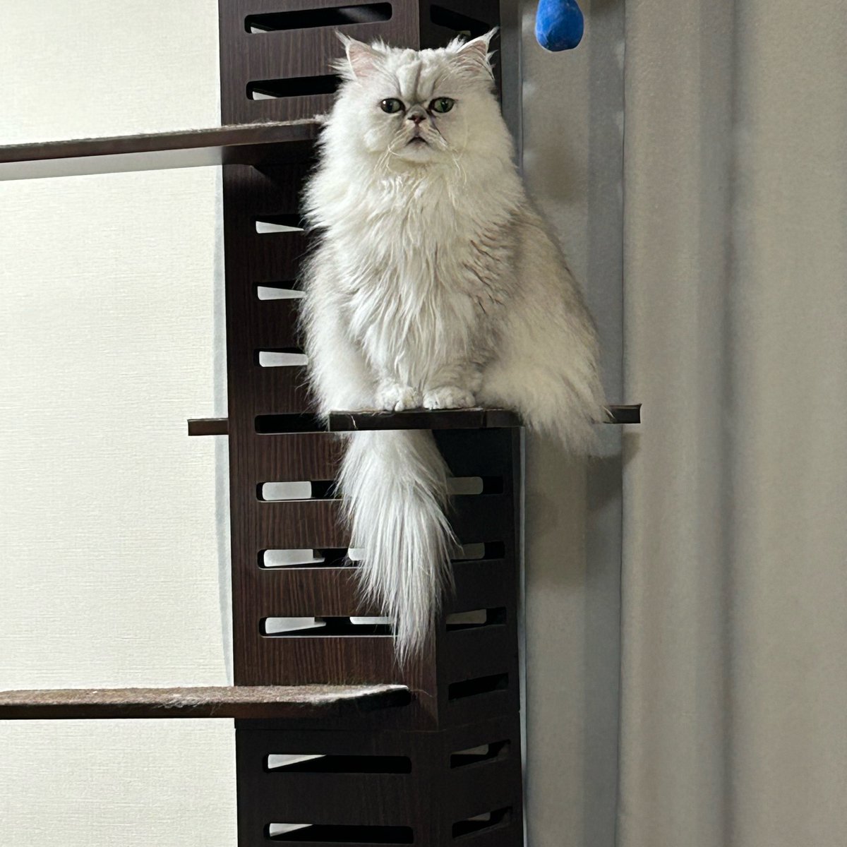 megane_sab's tweet photo. 人は見下します。猫の方が偉いからです。 https://t.co/G09gvSTH5e