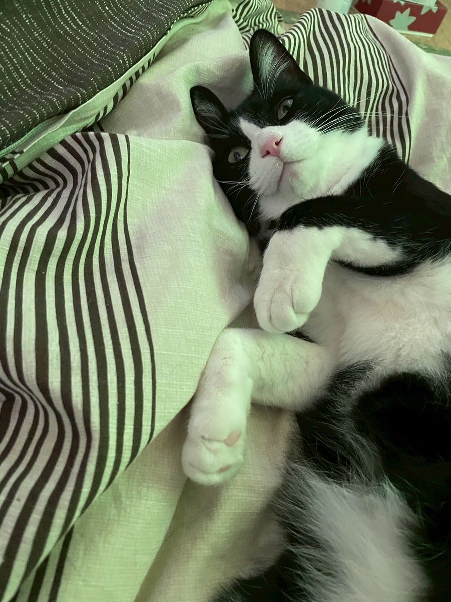 ねこよ tweet media
