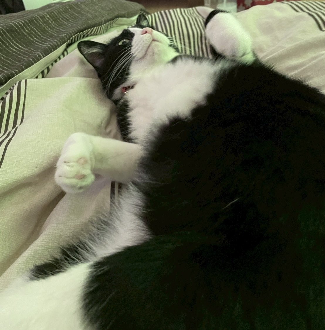 ねこよ tweet media