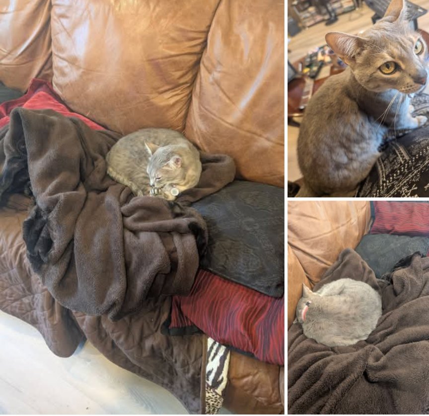 Phoenix0317's tweet photo. Kora sofa surfed last night...sat on my lap for loves and is now napping...and just like that my landlords' cat has become my roommate... #ihaveacat #catlove #kittylove https://t.co/aQ1QMrxvFW