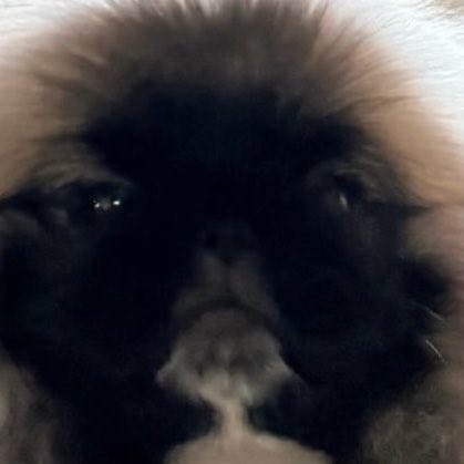 muffinp🧁 tweet media