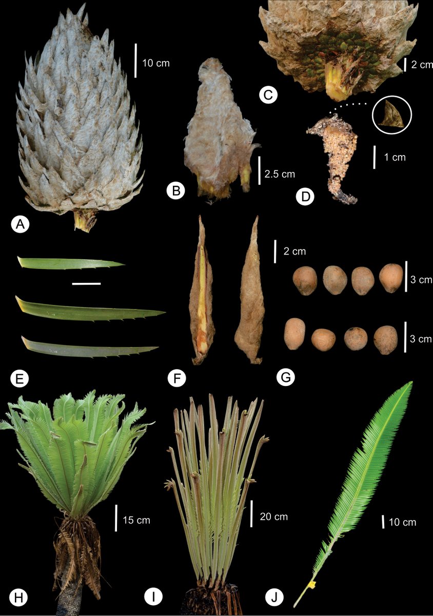 LiliMtzD's tweet photo. Excited to share that my research paper has been published. ¡A new species! Dioon nuusaviorum from Guerrero, Mexico.
https://t.co/BEdo6PMF6z
#cycads #zamiaceae #dioon https://t.co/124zXMDAwG