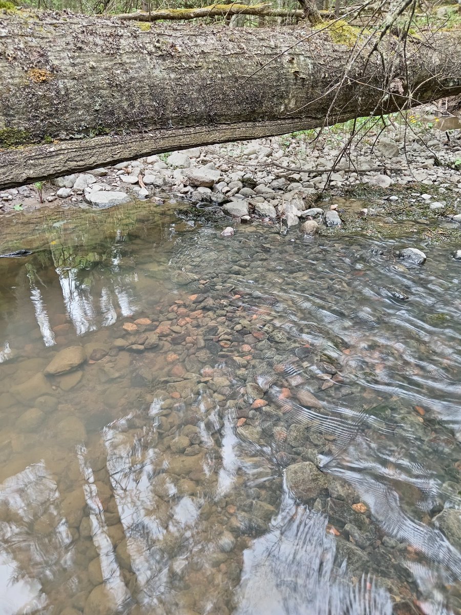 river_savers's tweet photo. Poikastarkkailua Sunnviksbäckenillä ☀️🐟
Myös 2 kpl kutupesiä löytyi paikallisten tekemiä koon perusteella👍. Poikasia ei vielä löytynyt tällä kertaa, viimevuotisia ja isompia näkyi kyllä hyvin pitkin puroa 🐟 👍
#vaelluskala #havsöring #poikastarkkailua #havaintoja #nature https://t.co/0k6tYpEm5D