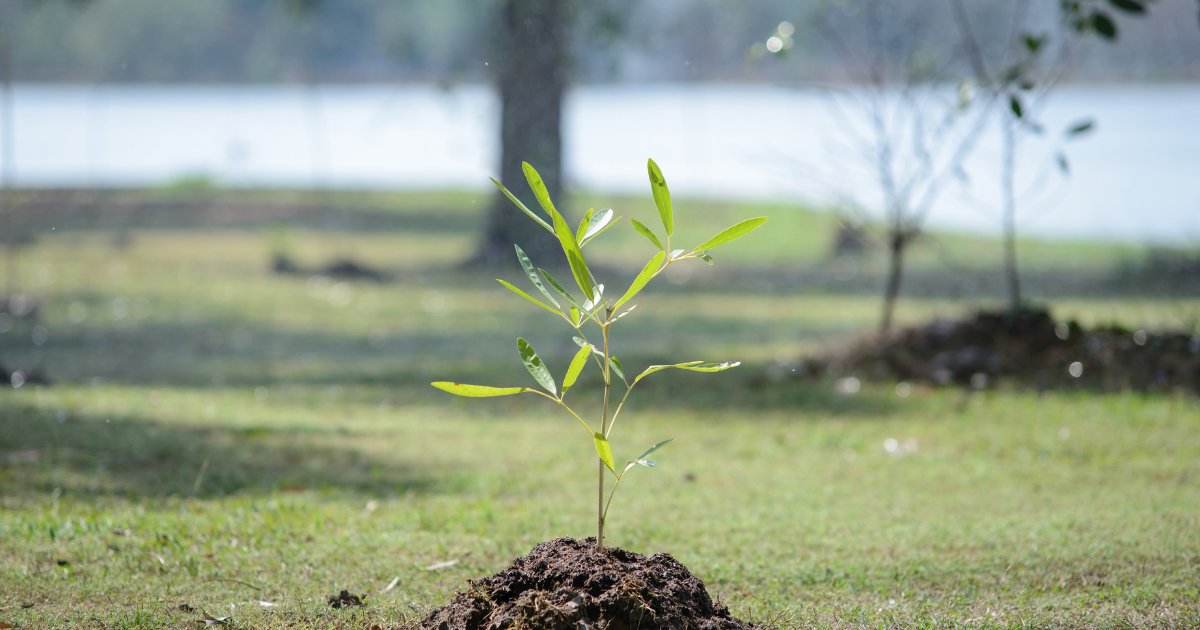 CityofGeneva's tweet photo. Interested in a tree sapling? 🌳

Our Geneva Natural Resources Committee has extra saplings to give away at Geneva City Hall on a first-come, first-served basis, while supplies last.

Find out how to pick up yours + planting details: https://t.co/7XnLRIXVM3 https://t.co/RxuIQw056M