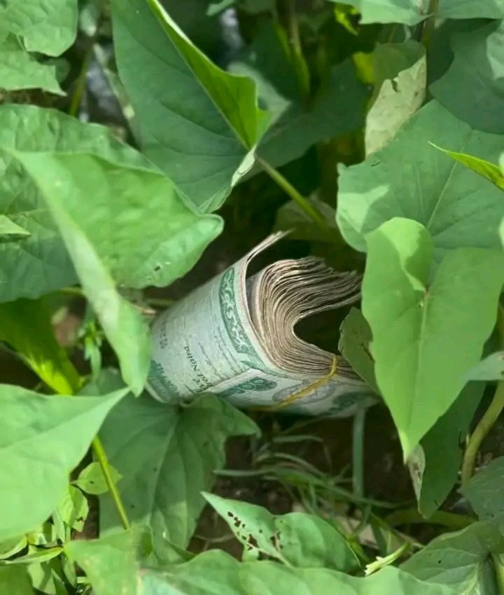 DOLLAR BOSS tweet media