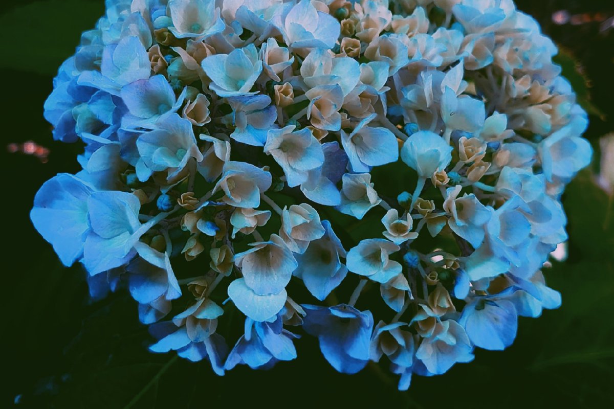 KiwaSaokmw's tweet photo. #アジサイ #紫陽花
#Hydrangea_macrophylla #Hydrangea
#冷淡
#TLを花でいっぱいにしよう
#TLを緑でいっぱいにしよう https://t.co/grivboUuJ8