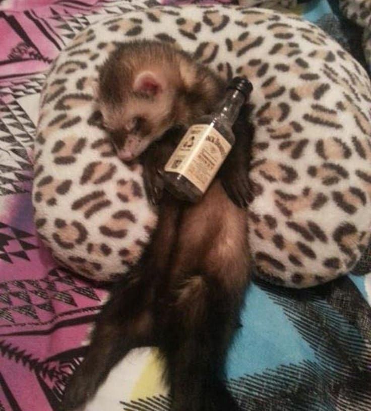 FerretPerHour's tweet photo. https://t.co/HTUzJRgSyg