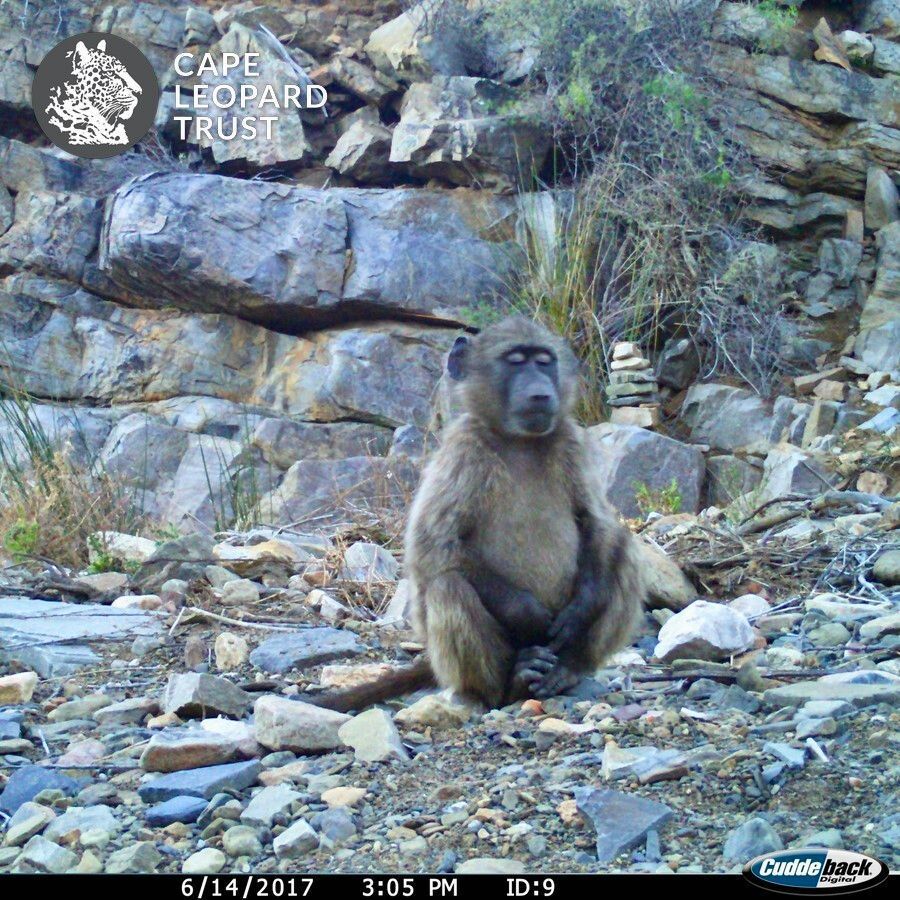 CapeLeopardTrst's tweet photo. Surely one of the most zen baboon pictures you will ever see! Not sure what this meditation pose is called, but it seems to be bringing this youngster a lot of peace & tranquillity ๐๐
๐ธ @CapeLeopardTrst
#MammalMonday #CamTrapChronicles #Papioursinus #baboon #meditationmonday https://t.co/UylR6WBBOf