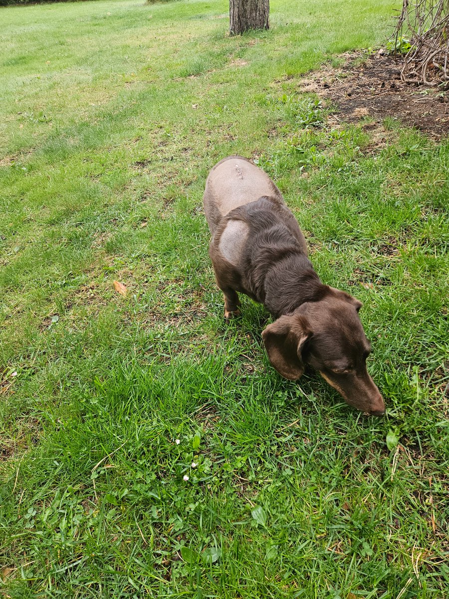 ProfileCat's tweet photo. Noskuva
#dachshund https://t.co/NLsiPzq0sE