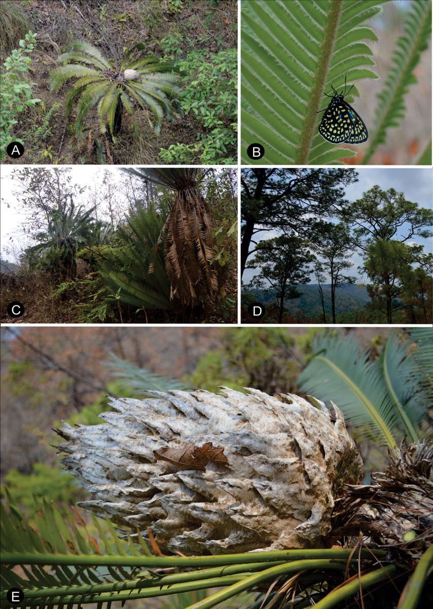 LiliMtzD's tweet photo. Excited to share that my research paper has been published. ¡A new species! Dioon nuusaviorum from Guerrero, Mexico.
https://t.co/BEdo6PMF6z
#cycads #zamiaceae #dioon https://t.co/124zXMDAwG
